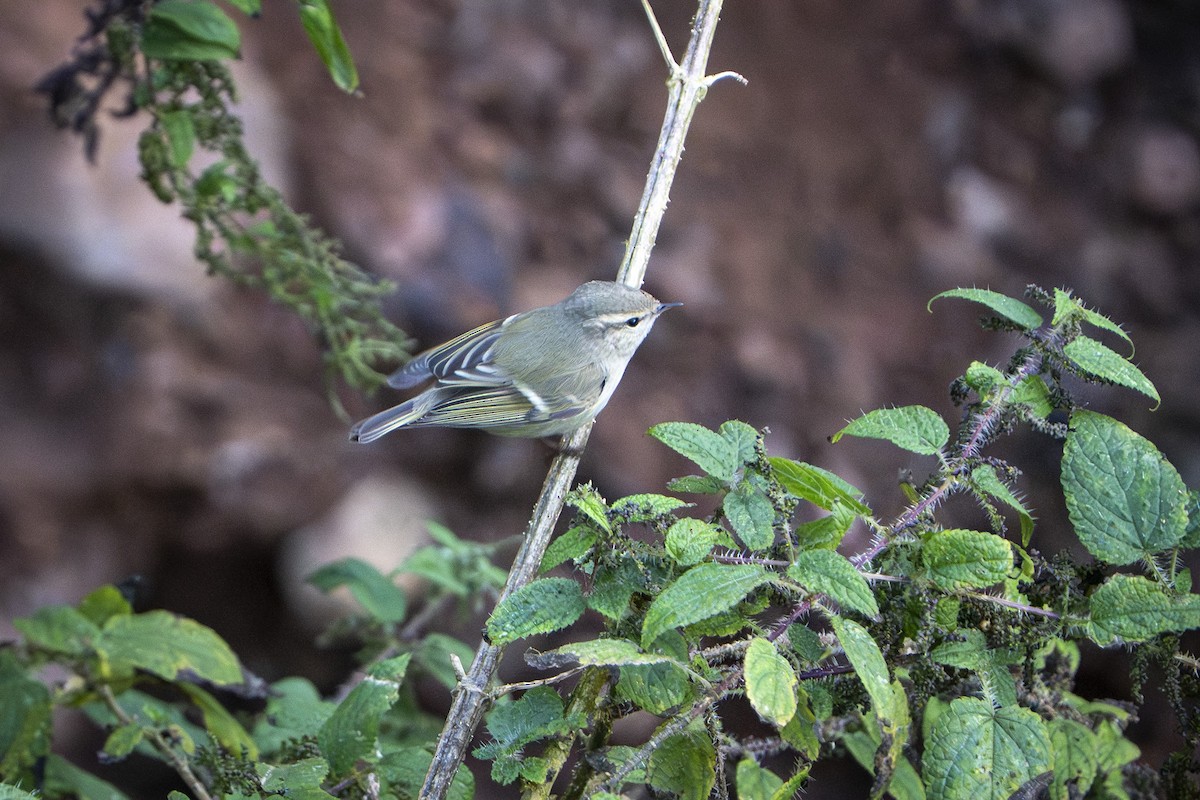 Хүмей дууч шувуу - ML644505278