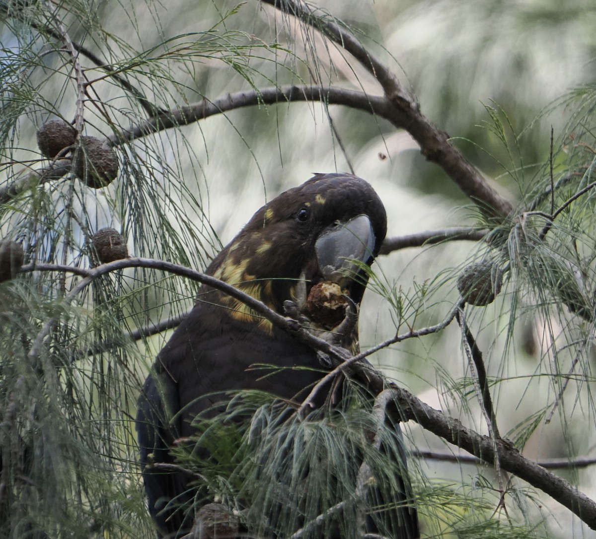 brunkakadu - ML644505286
