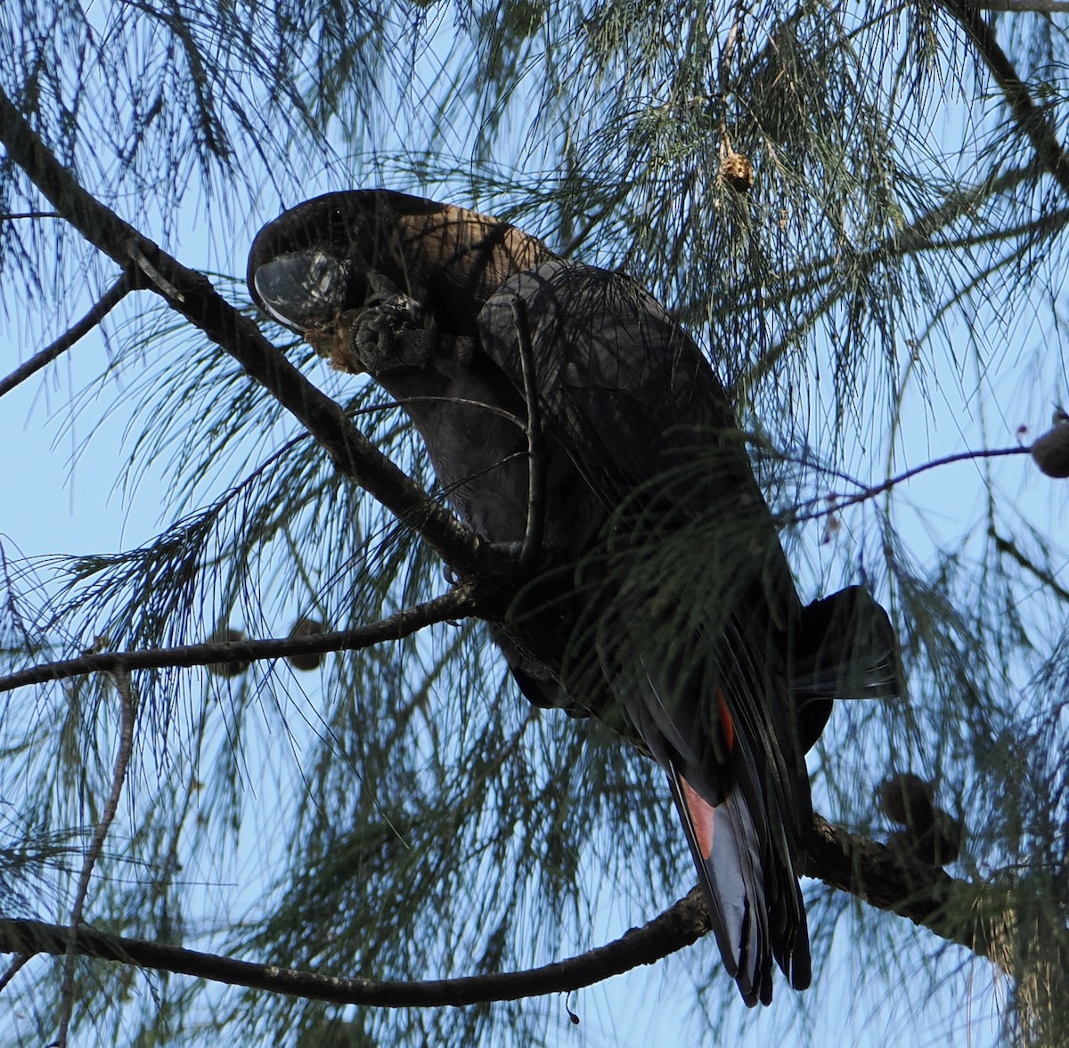 brunkakadu - ML644505287