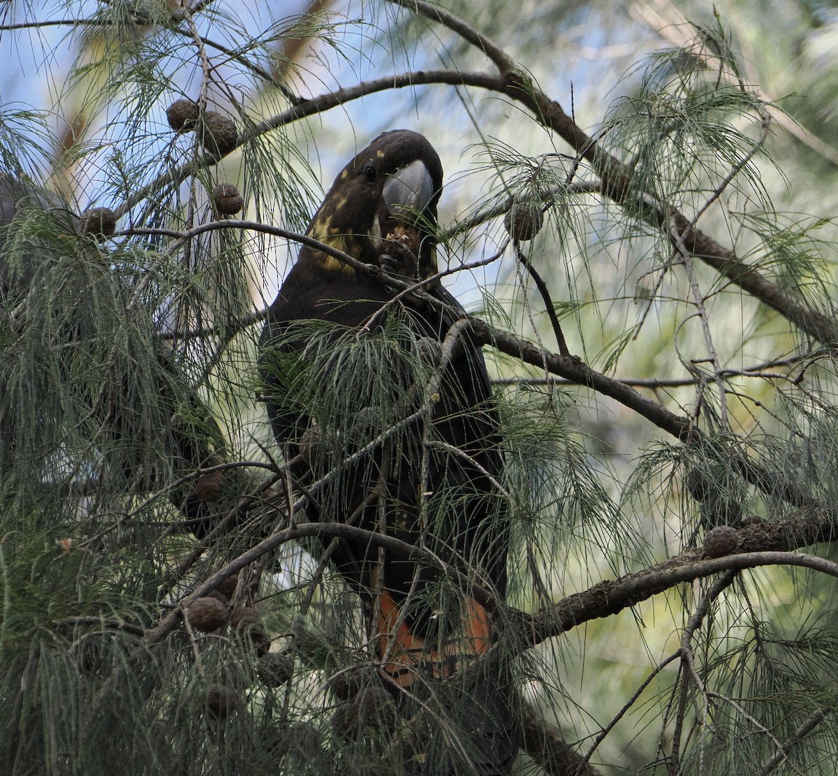 brunkakadu - ML644505288