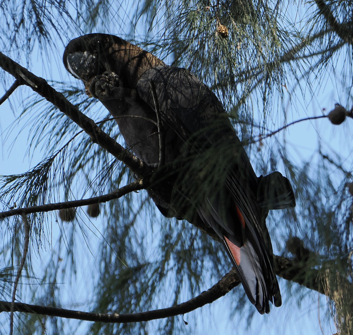 brunkakadu - ML644505289