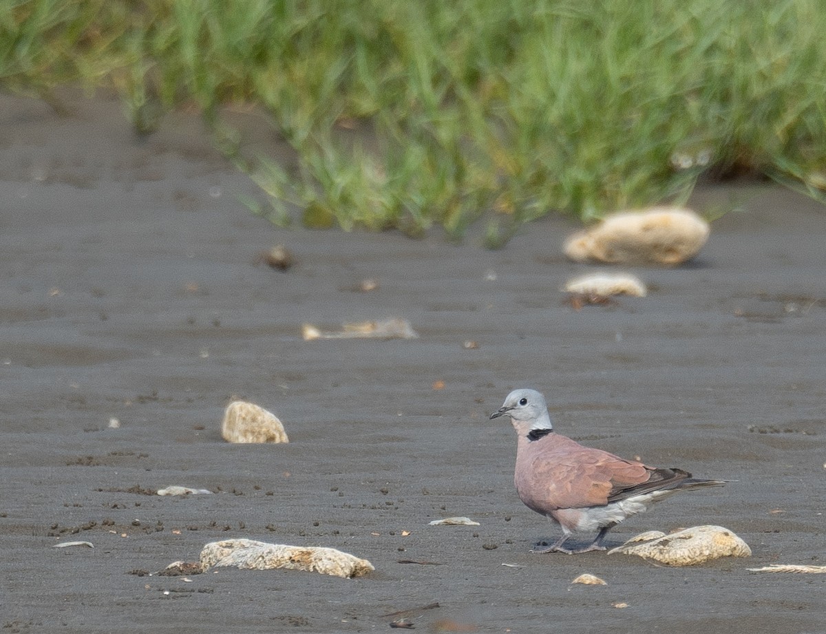 Kızıl Kumru - ML644505300