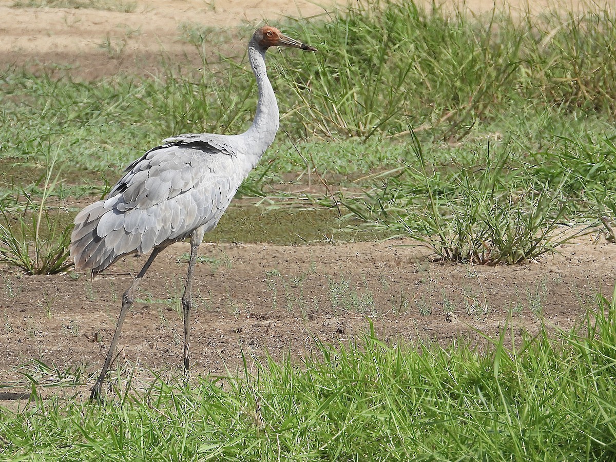 Brolga - ML644505303