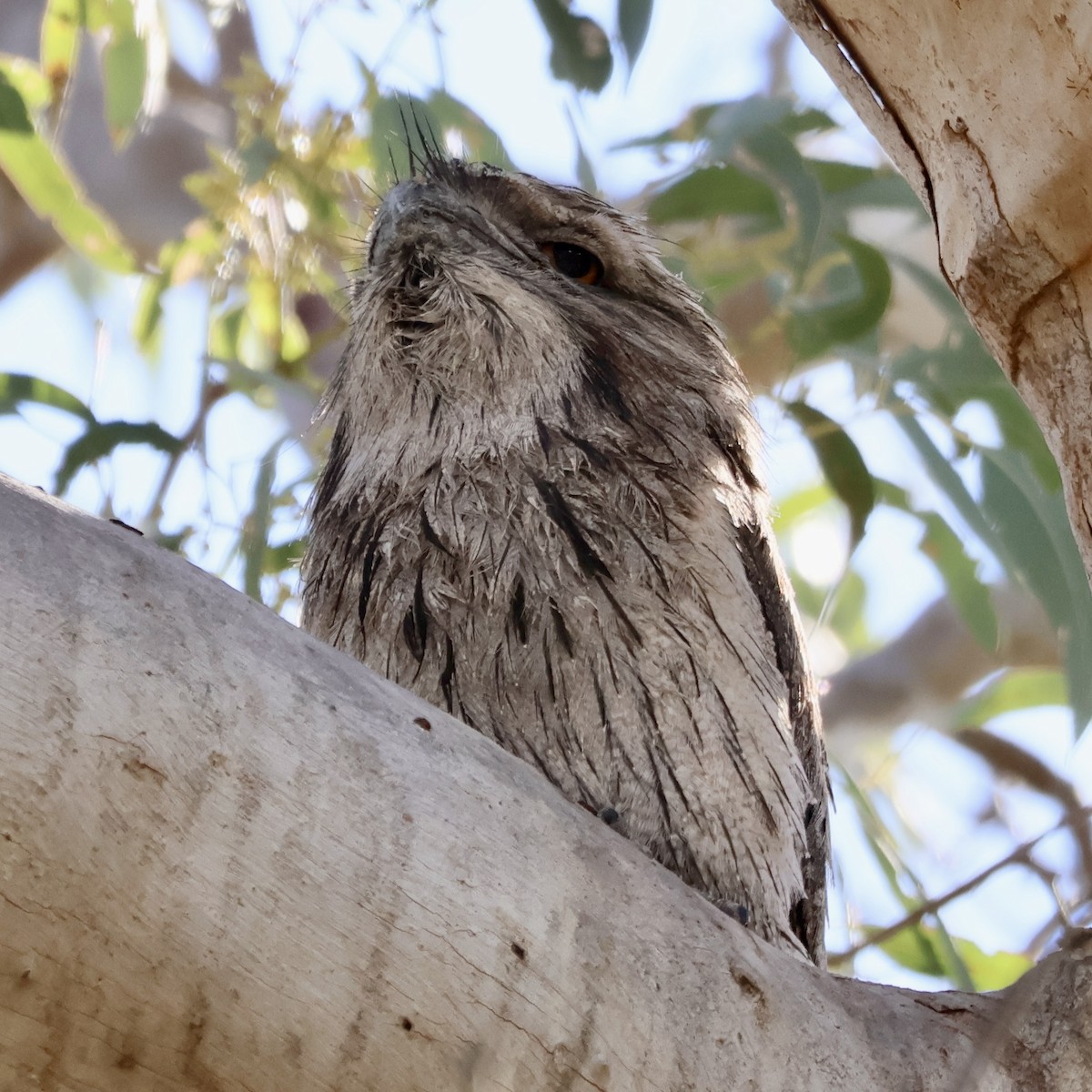 lelkoun soví - ML644505305