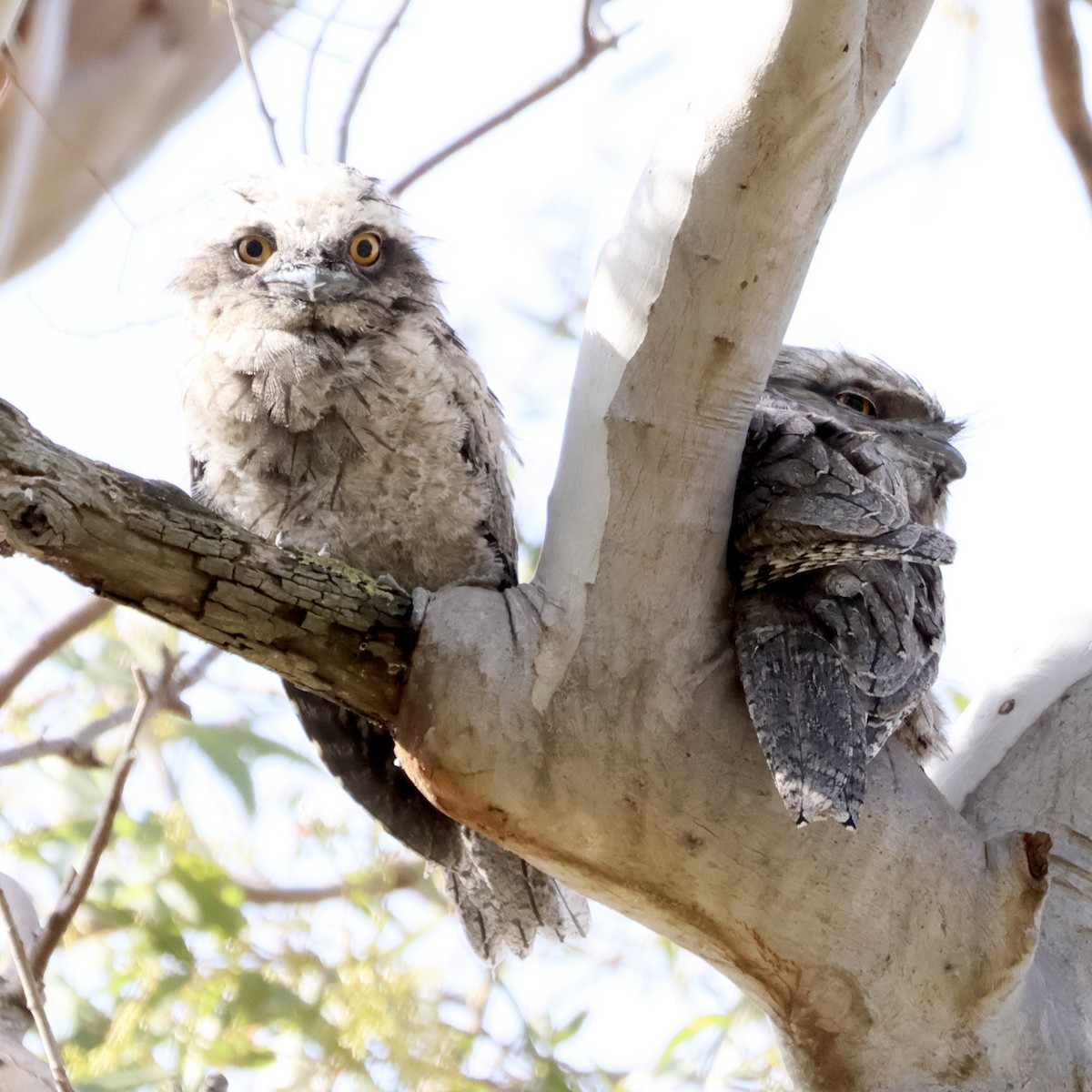 lelkoun soví - ML644505306