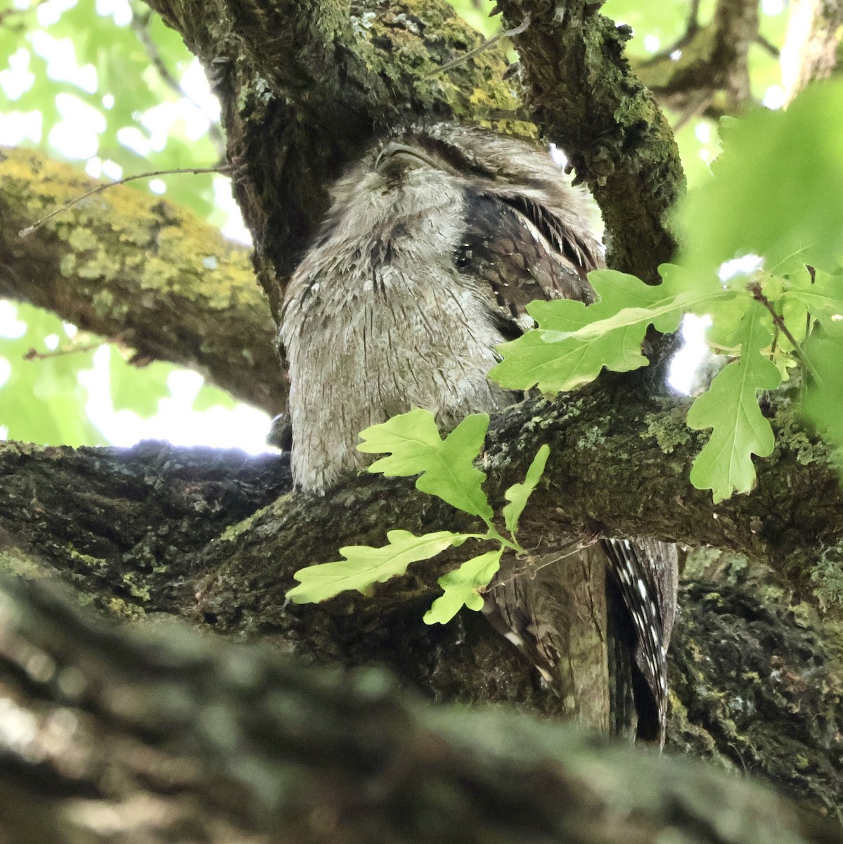 Tawny Frogmouth - ML644505307
