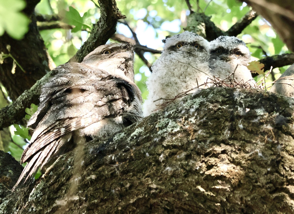 lelkoun soví - ML644505308