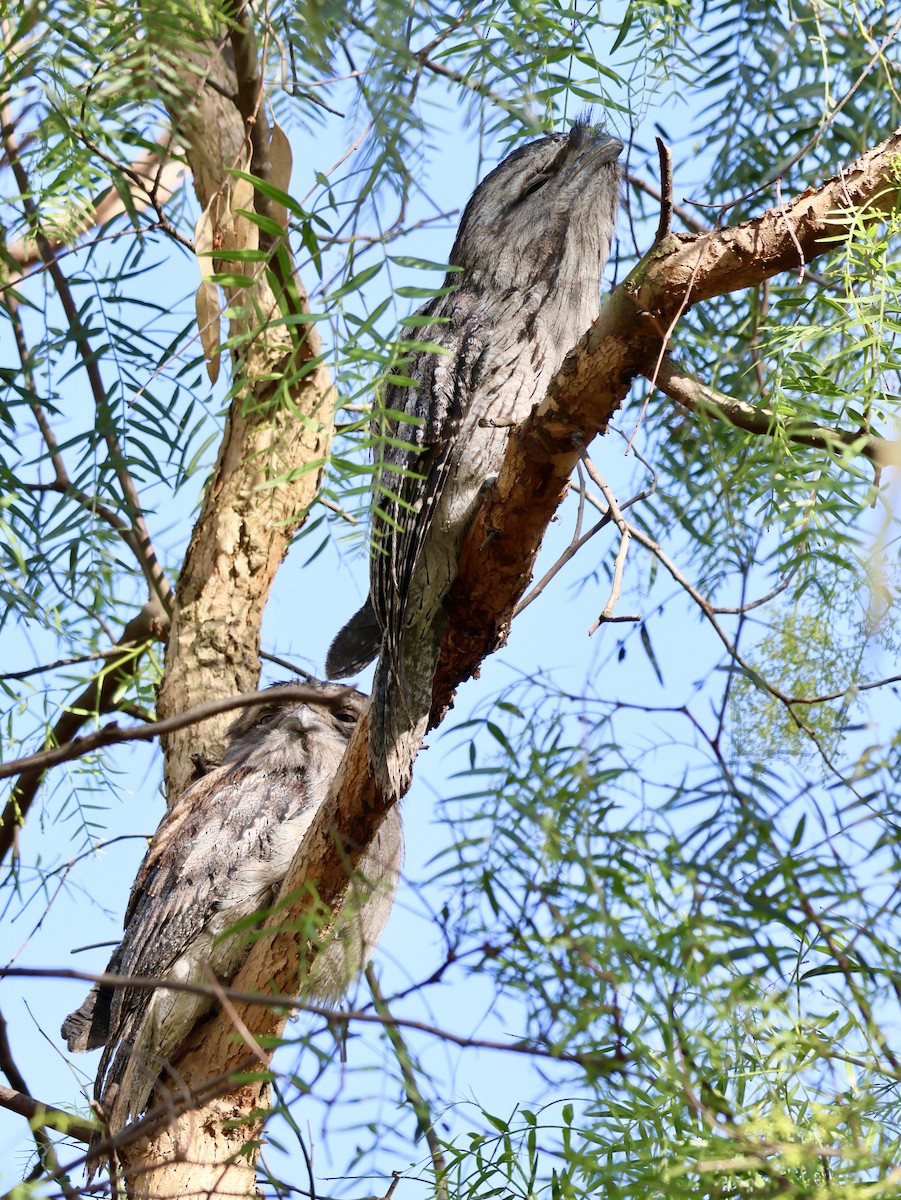 Tawny Frogmouth - ML644505309