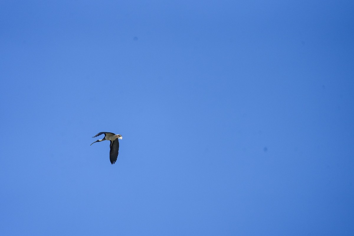 Straw-necked Ibis - ML644505310