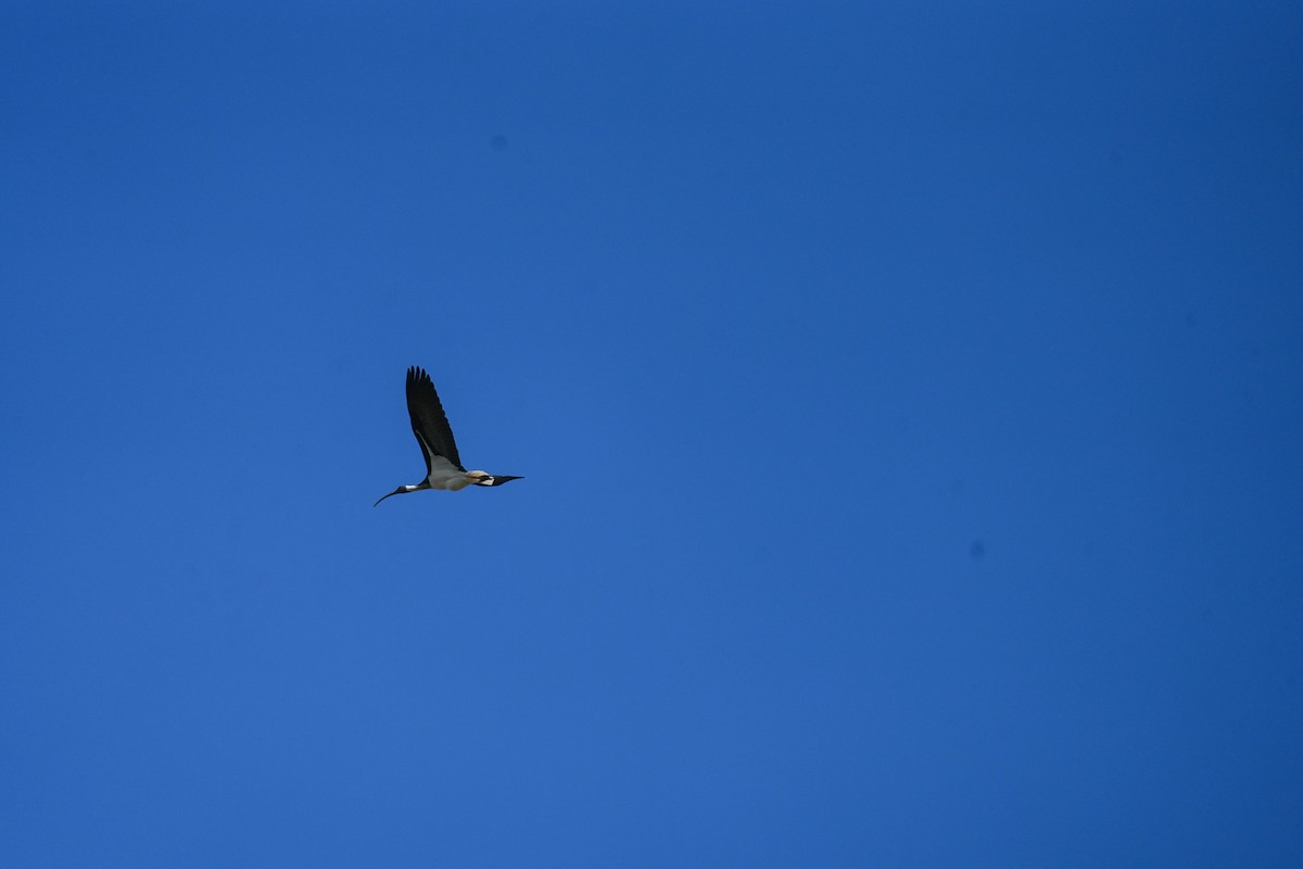 Straw-necked Ibis - ML644505311