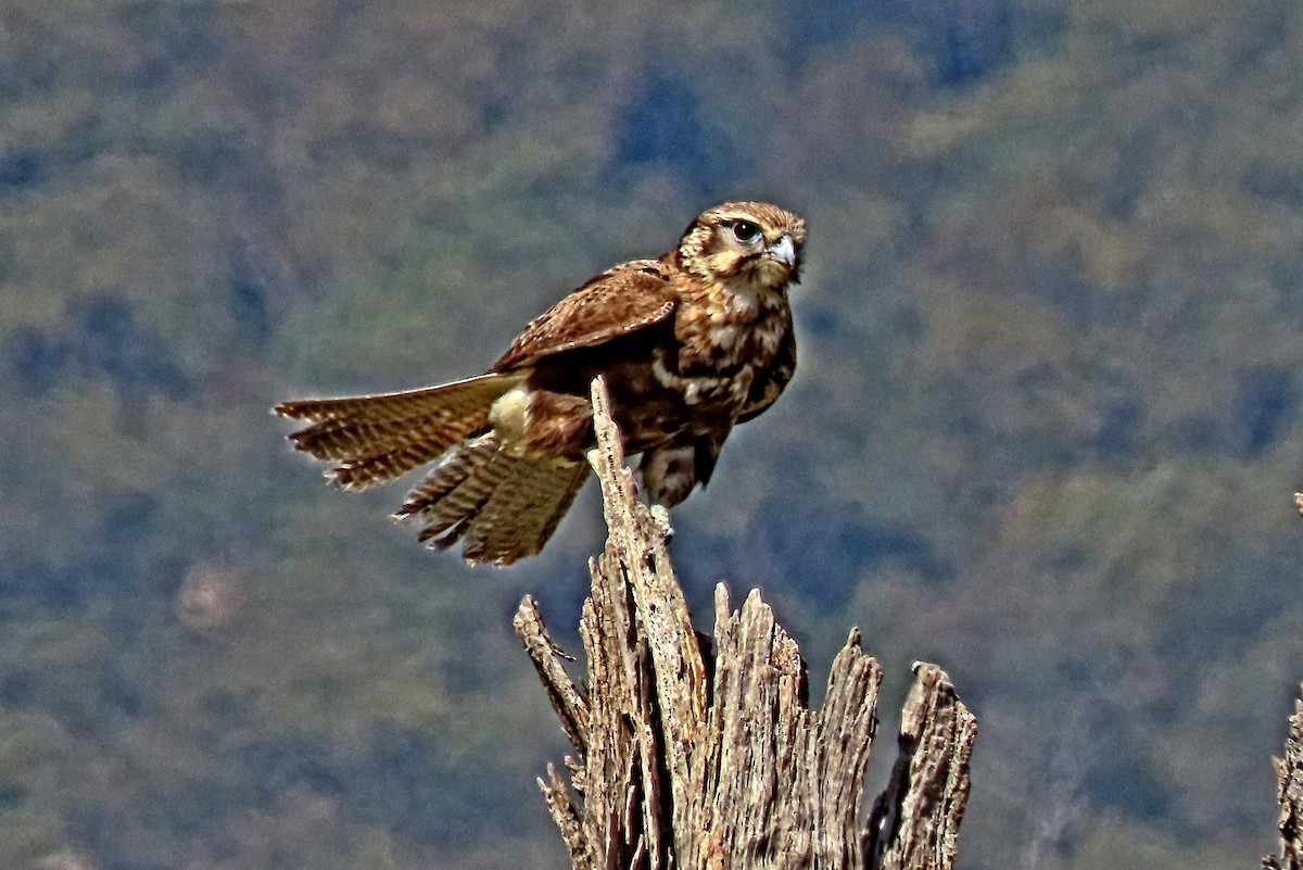 Brown Falcon - ML644505313