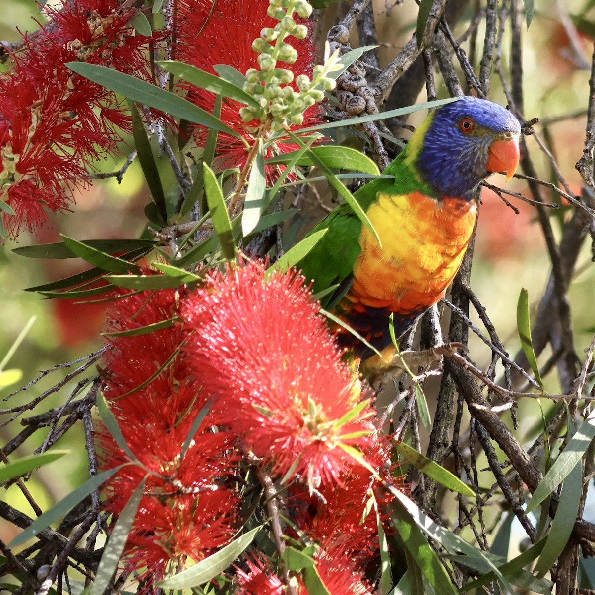 lori duhový - ML644505322