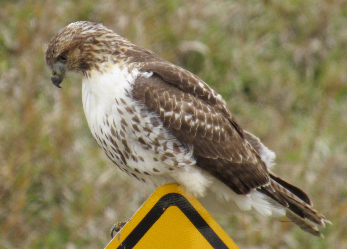 Poiana codarossa - ML644505326