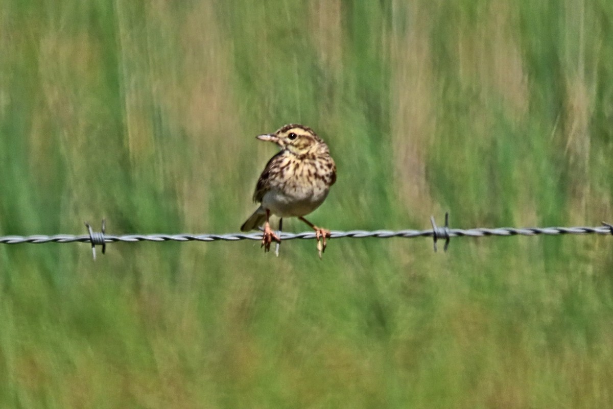 Australian Pipit - ML644505331