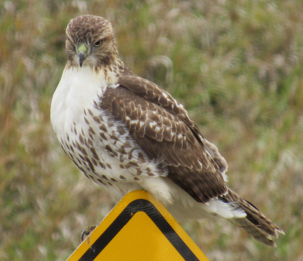 Poiana codarossa - ML644505333