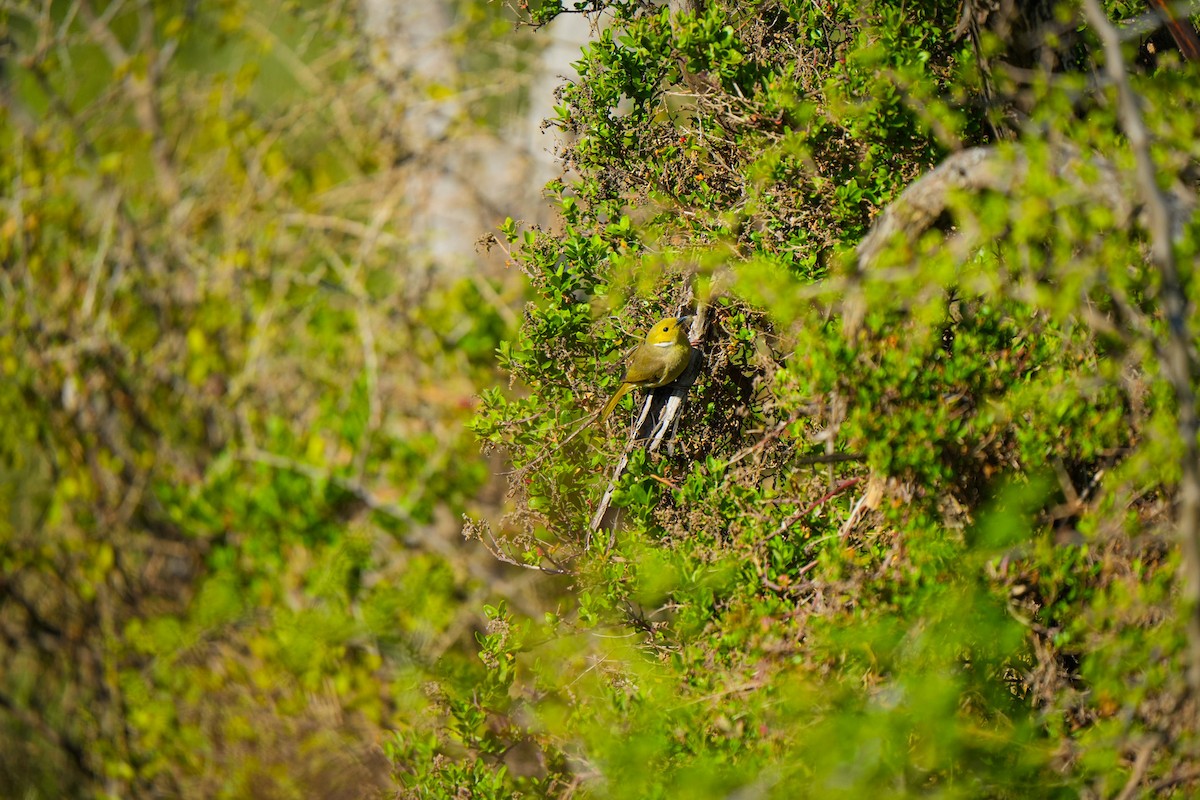 Медник блідий - ML644505340