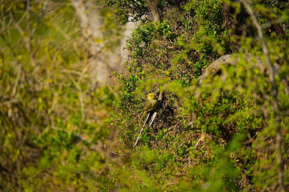 Медник блідий - ML644505341