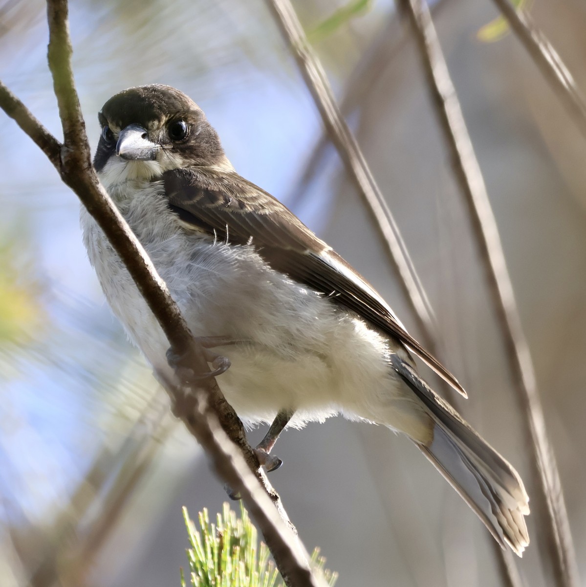 ハイイロモズガラス - ML644505355