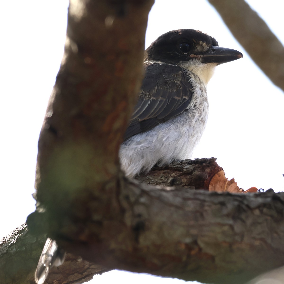 ハイイロモズガラス - ML644505356