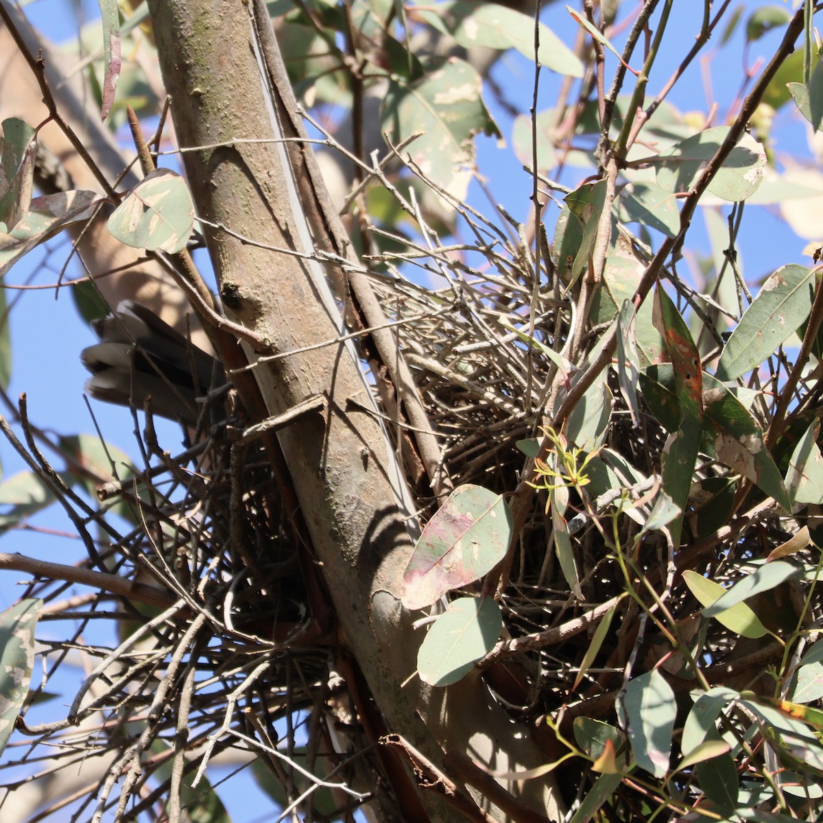 ハイイロモズガラス - ML644505357