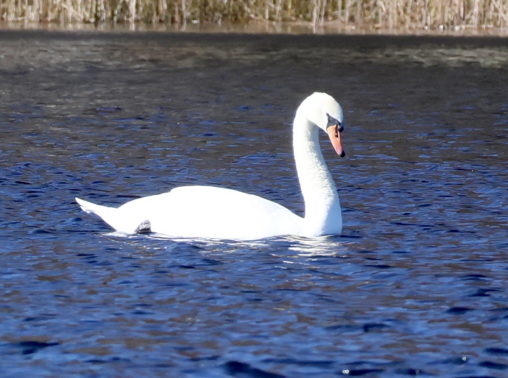 labuť velká - ML644505361