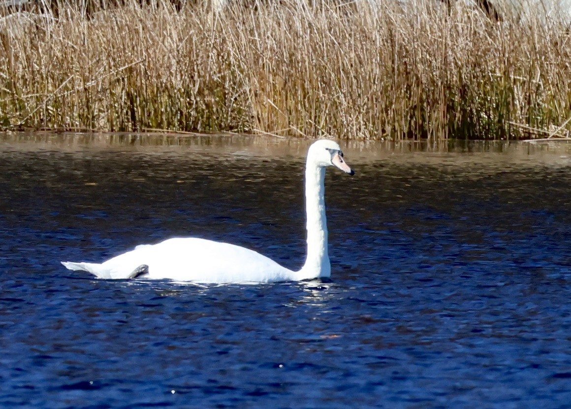 labuť velká - ML644505362