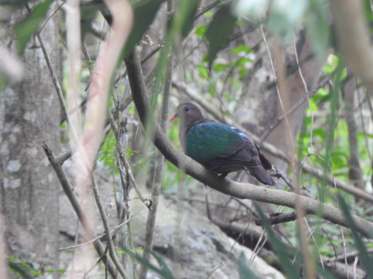 Asian Emerald Dove - ML644505363