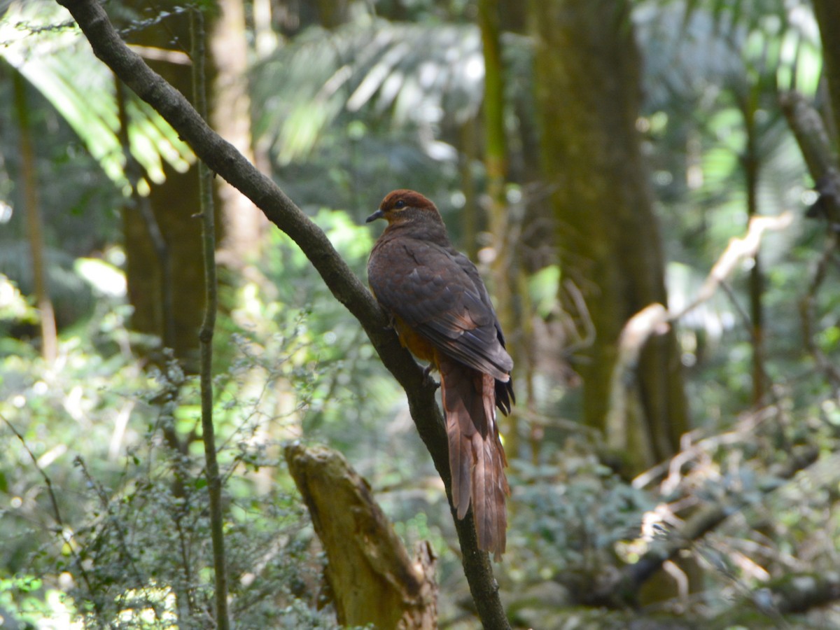 Phasianelle brune - ML644505366