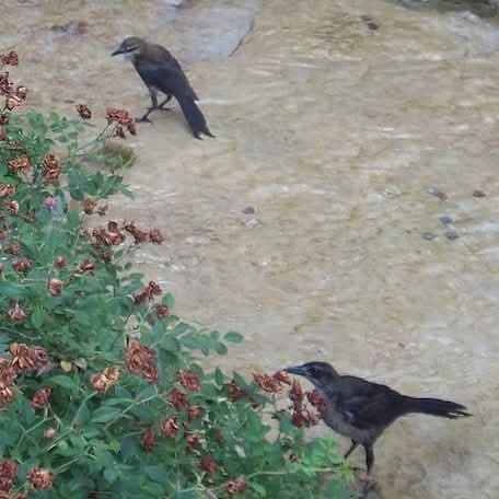 Гракл великохвостий - ML644505367