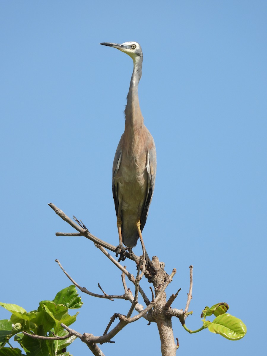 White-faced Heron - ML644505368