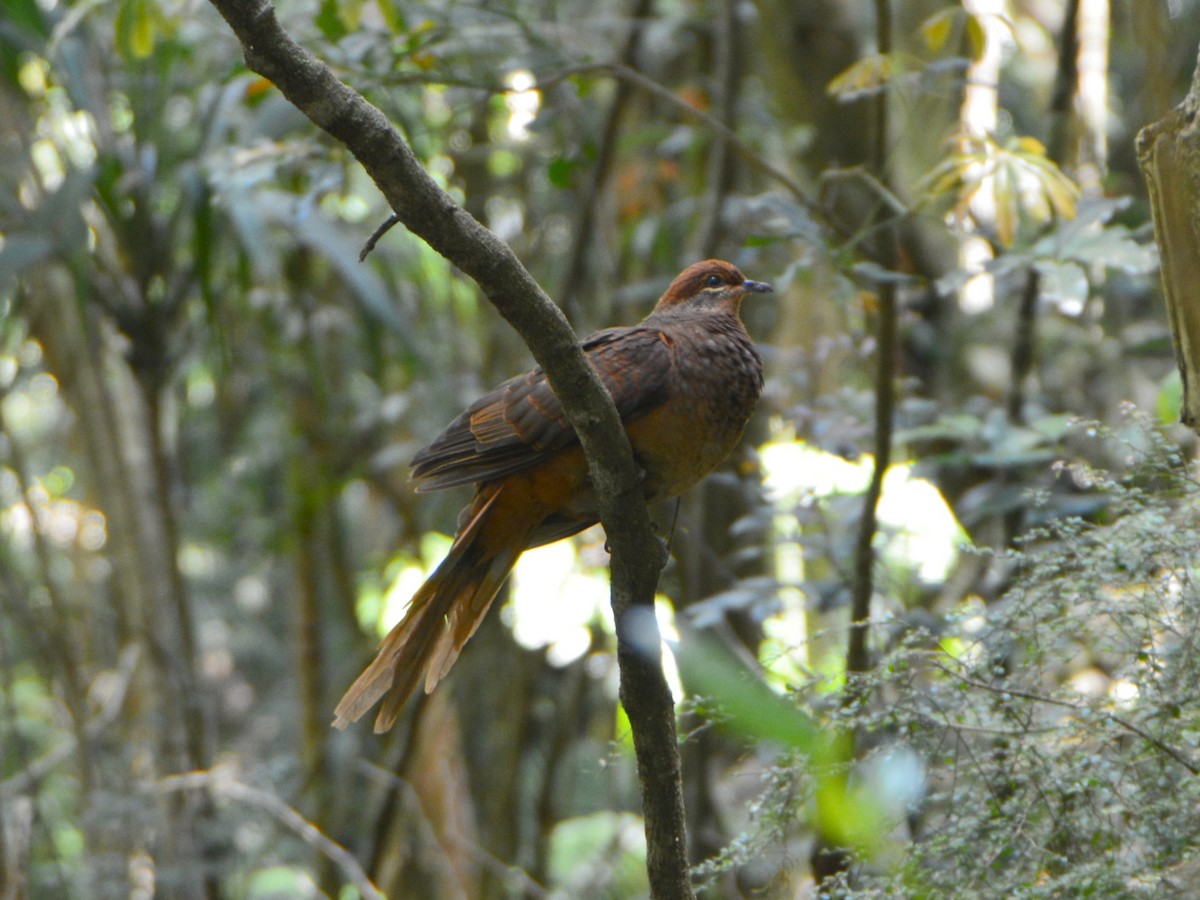 Phasianelle brune - ML644505379