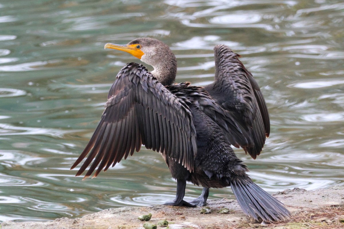 Ушастый баклан - ML644505392