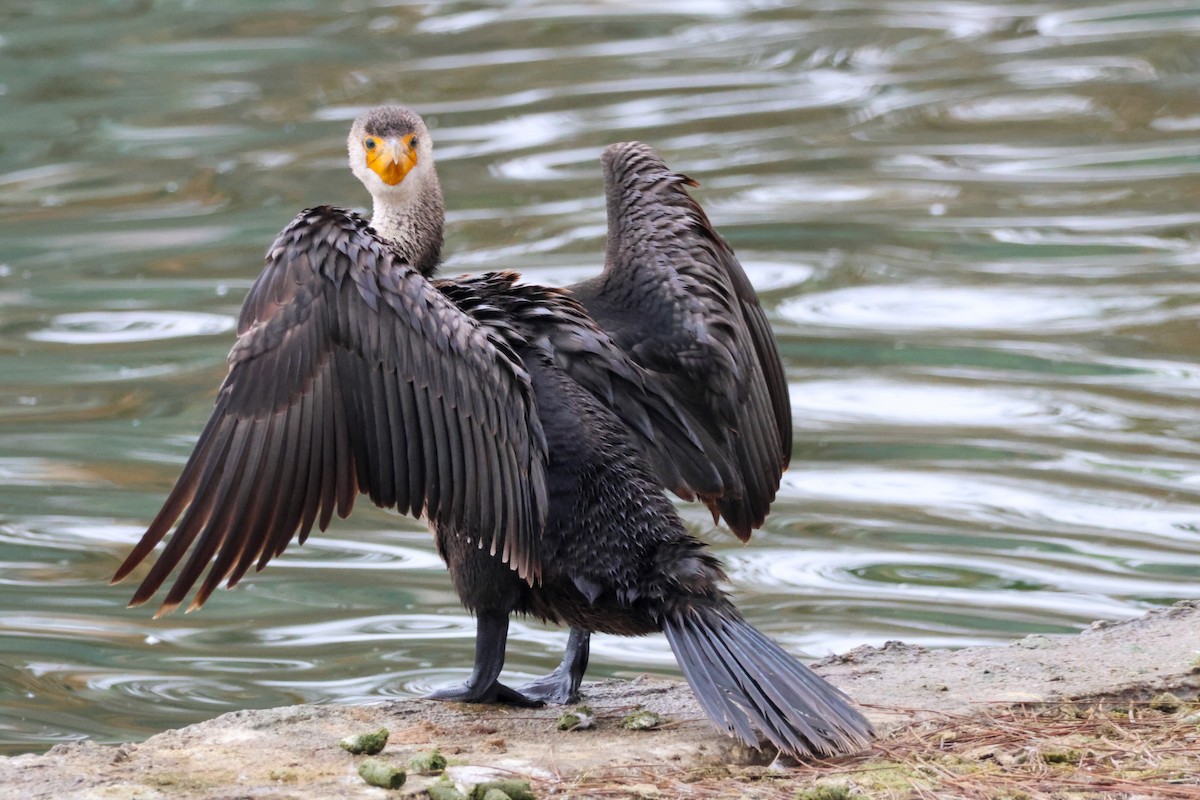 Ушастый баклан - ML644505393