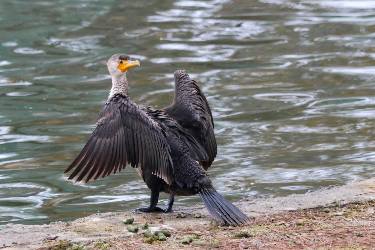 Ушастый баклан - ML644505394