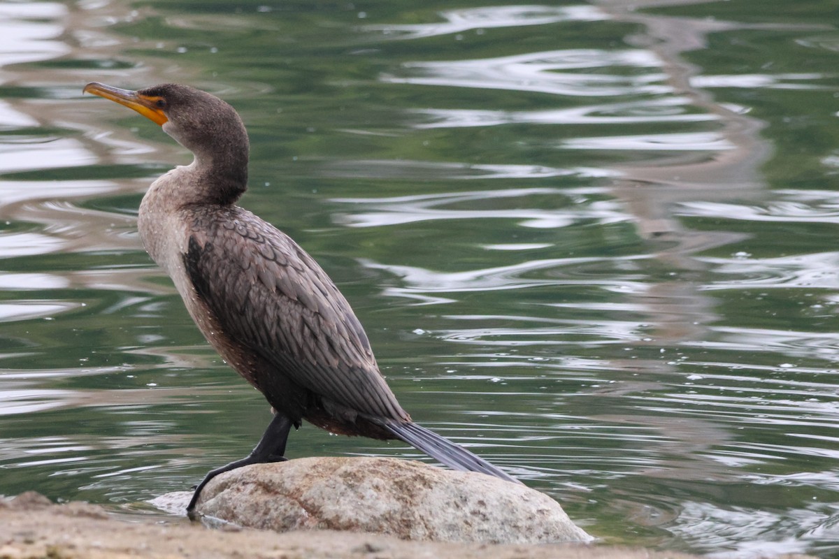 Ушастый баклан - ML644505395