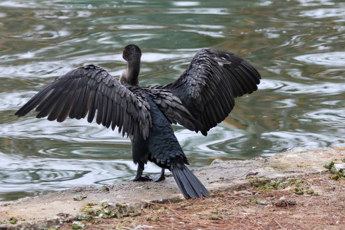 Ушастый баклан - ML644505396