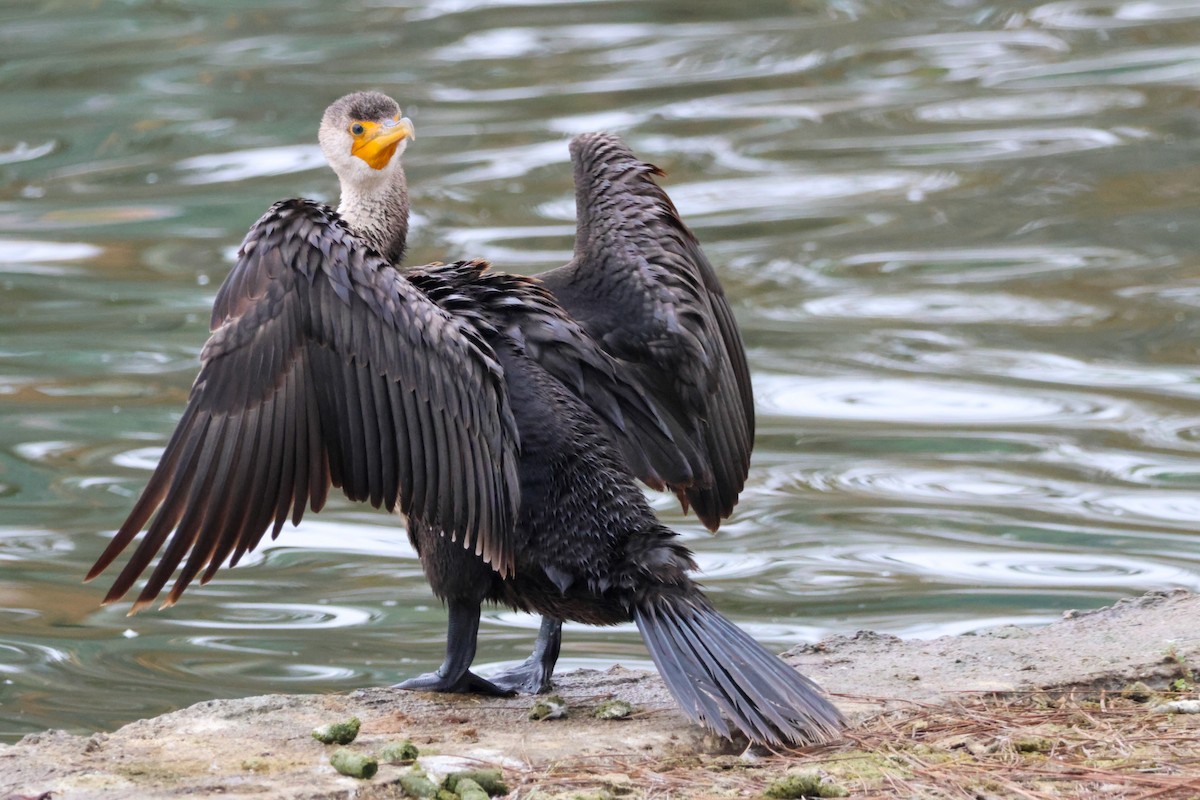 Ушастый баклан - ML644505397