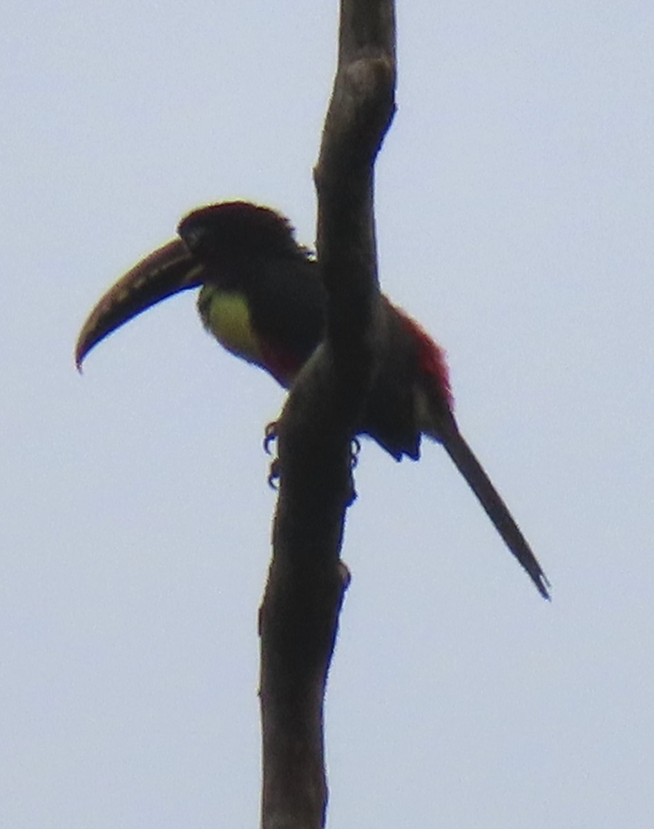 arassari hnědouchý - ML644505403