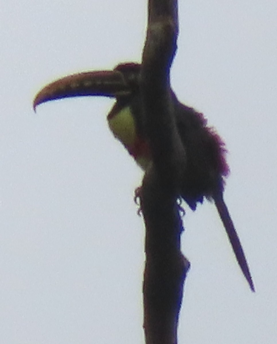 arassari hnědouchý - ML644505404