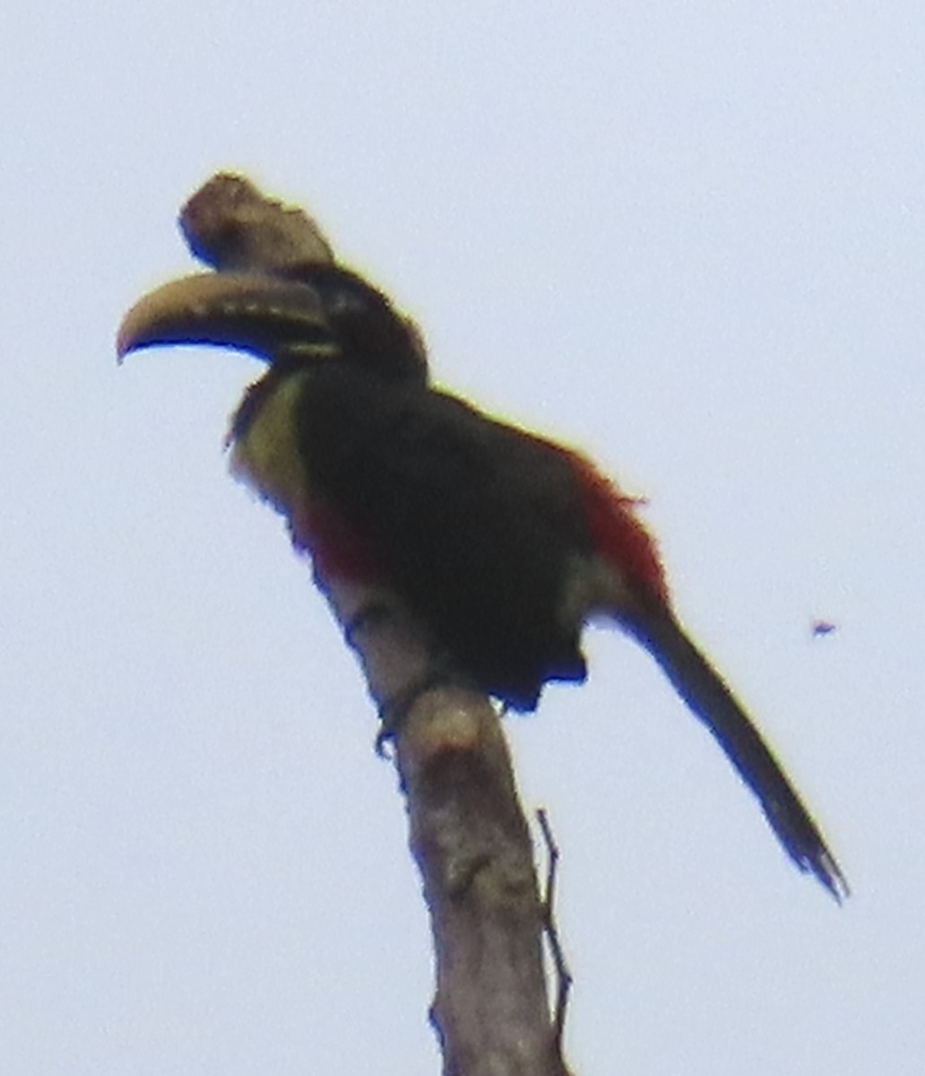 arassari hnědouchý - ML644505405