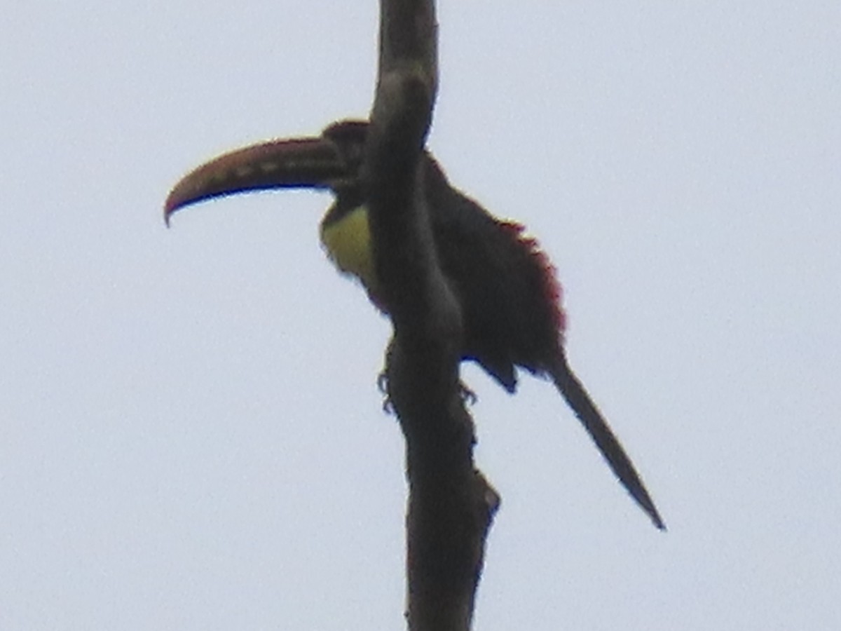 arassari hnědouchý - ML644505406