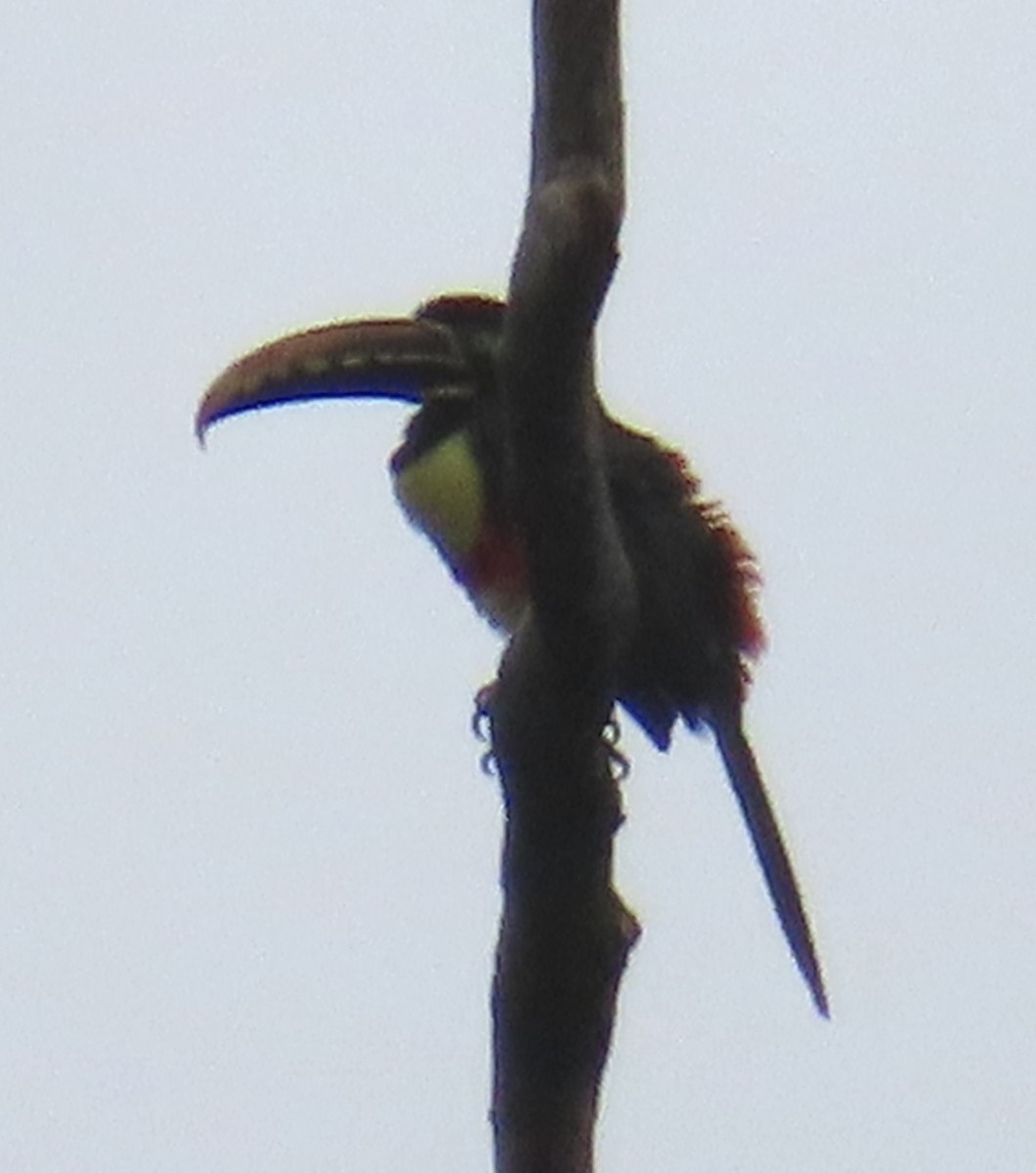 arassari hnědouchý - ML644505407