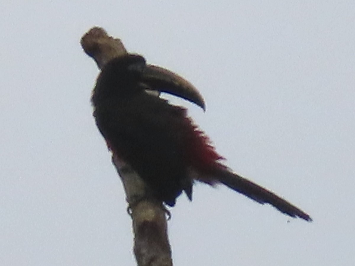 arassari hnědouchý - ML644505408