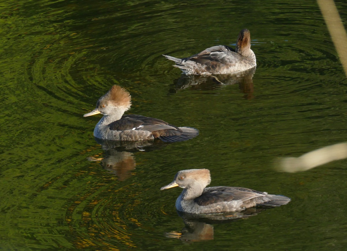 Hooded Merganser - ML644505410