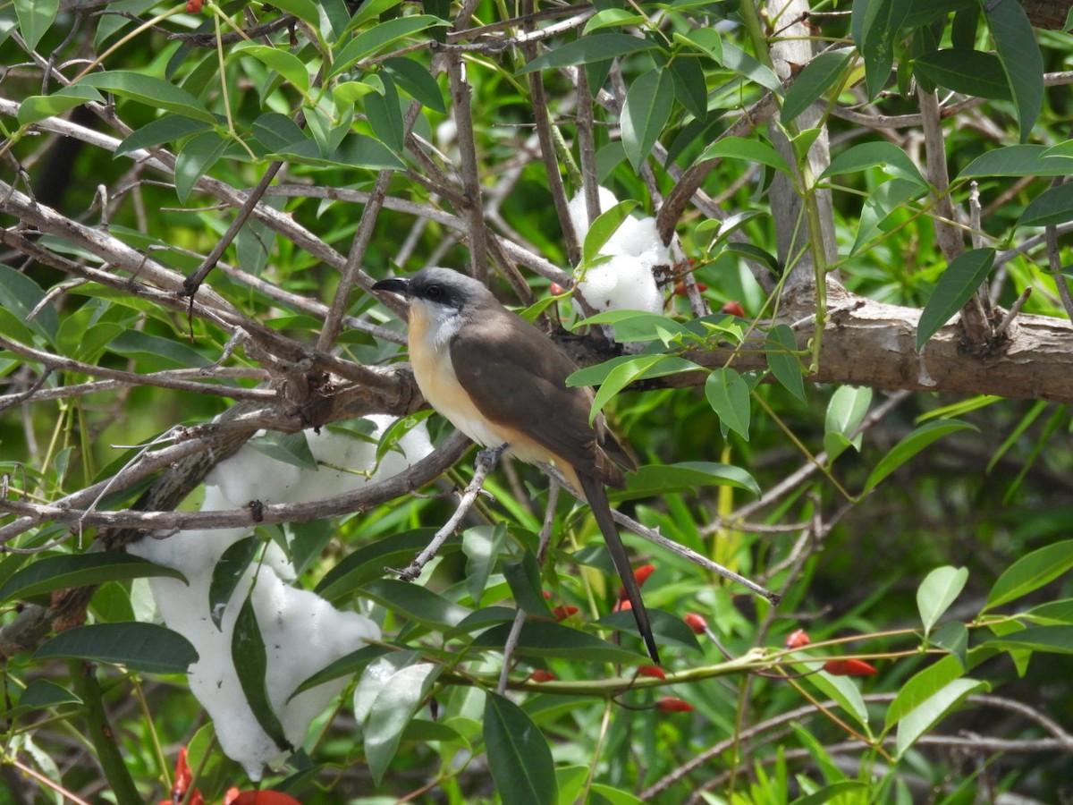 Галапагосская пиайя - ML644505416
