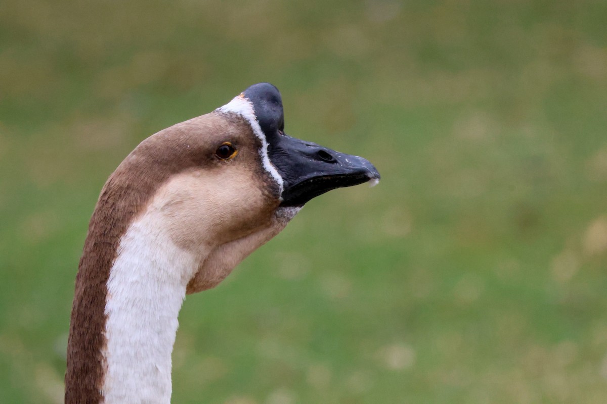 Çin Kazı (evcil tip) - ML644505433