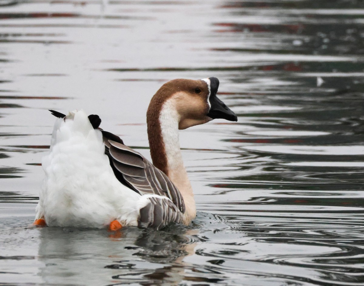 Çin Kazı (evcil tip) - ML644505434