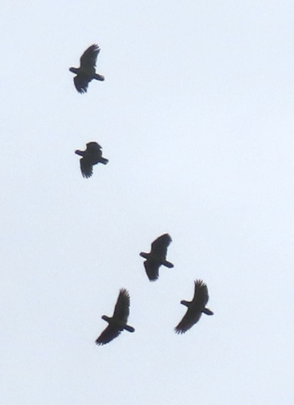 Blue-headed Parrot - ML644505440