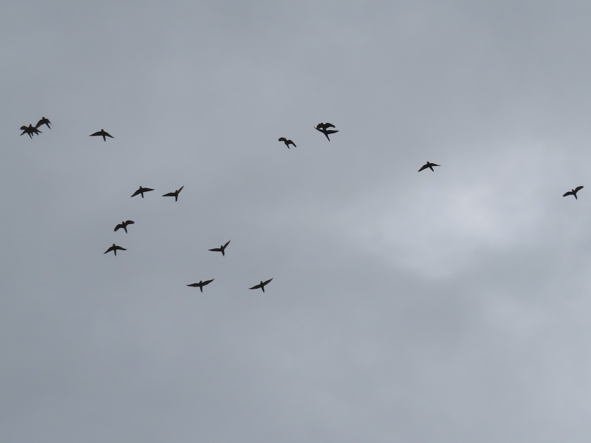 White-eyed Parakeet - ML644505451