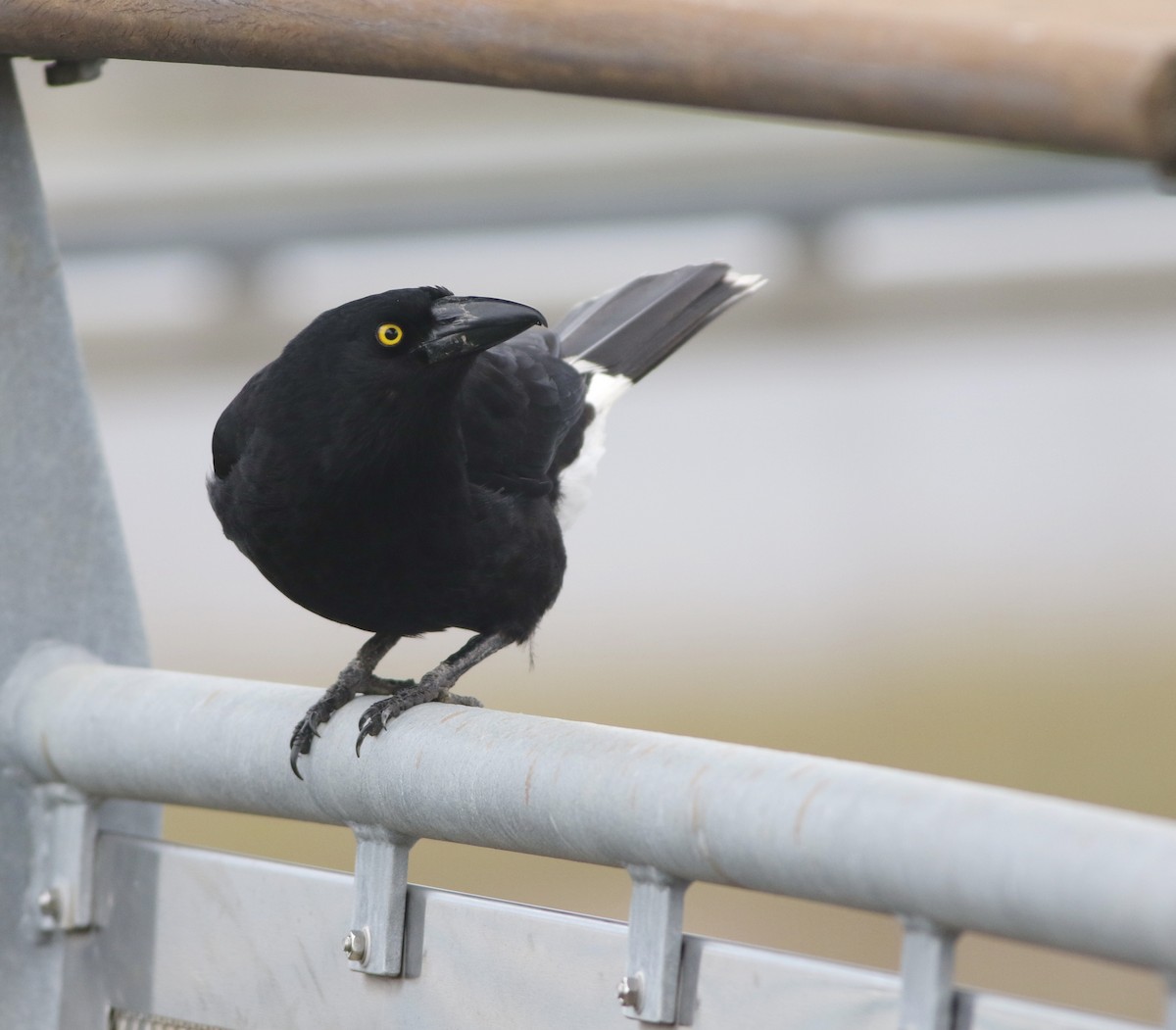 フエガラス - ML644505455